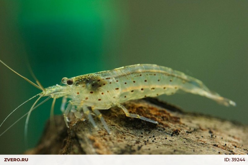 Креветка Caridina parvula