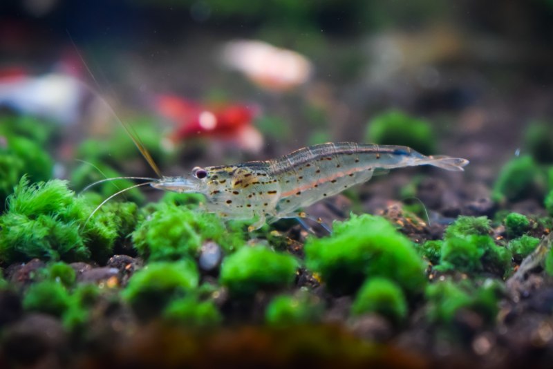 Caridina cantonensis