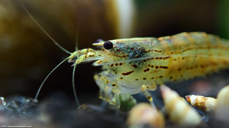Креветка Амано (Caridina multidentata)