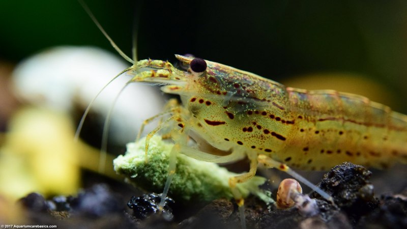 Yamato Shrimps