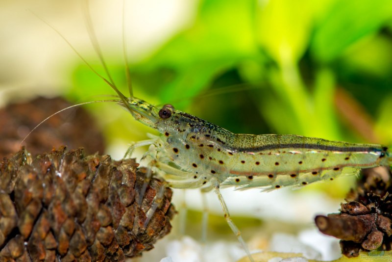 Креветка Caridina parvula