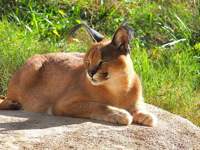 Степная кошка каракал