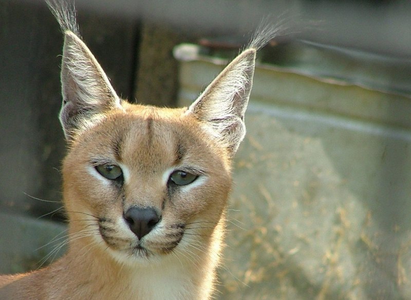 Каракал Lynx