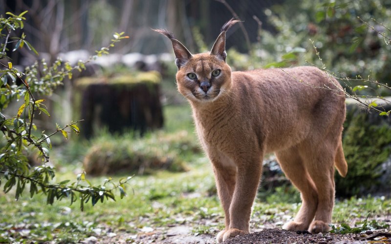 Коты породы каракал