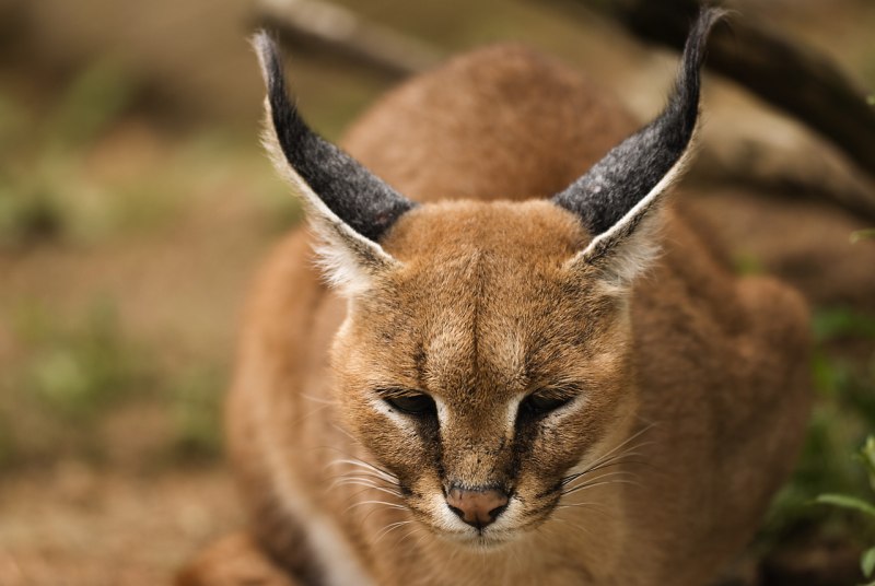 Каракал кошка