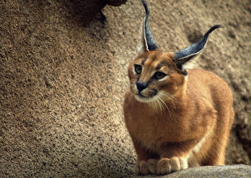 Степной кот каракал