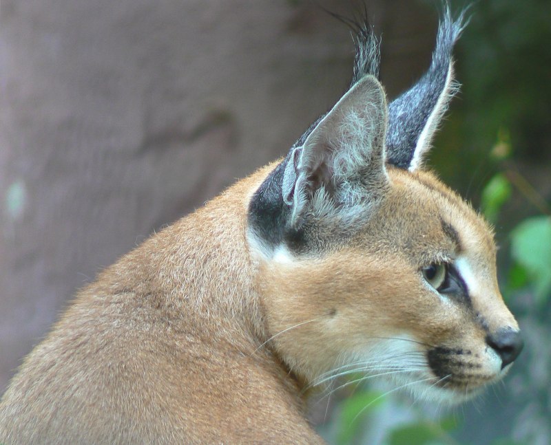 Дикие кошки: каракал (Felis Caracal)