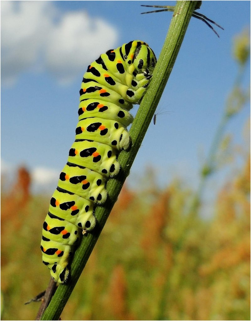 Гусеница Махаона (Papilio Machaon)