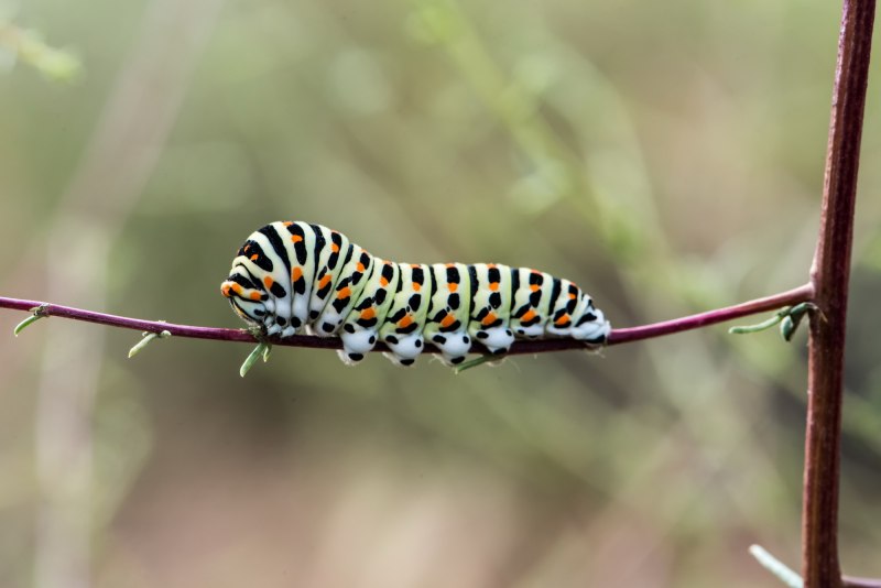 Гусеница Махаона (Papilio Machaon)