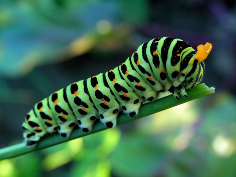 Papilio Machaon гусеница