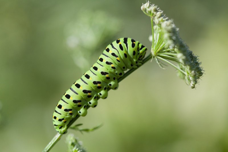 Papilio Machaon гусеница