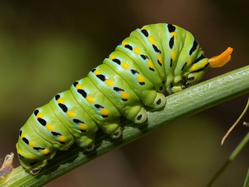 Brachionycha nubeculosa гусеница
