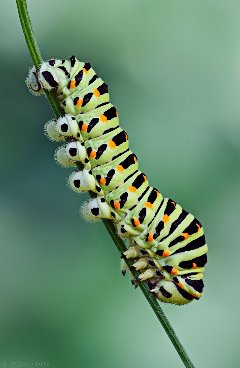 Papilio Machaon гусеница