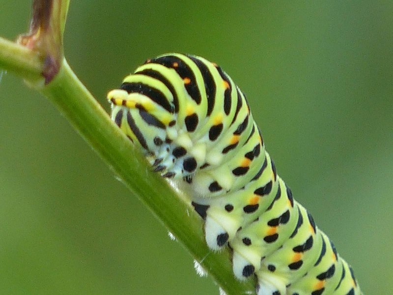 Papilio Machaon гусеница