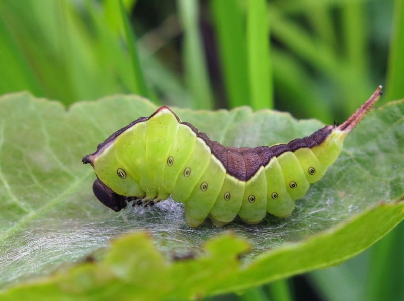 Papilio Machaon гусеница
