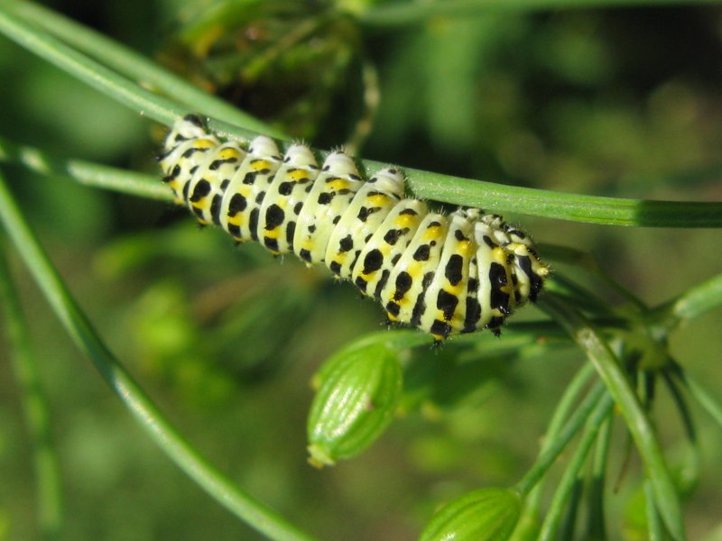 Гусеница Махаона (Papilio Machaon)