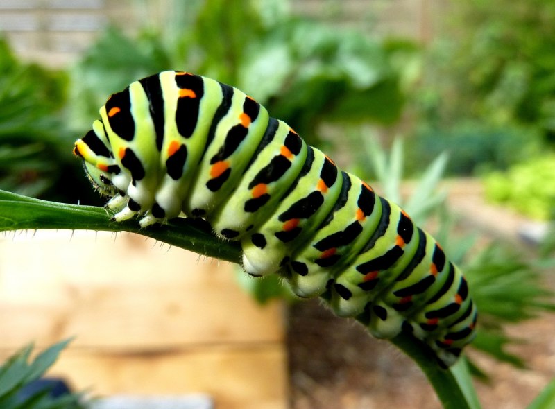 Гусеница Махаона (Papilio Machaon)