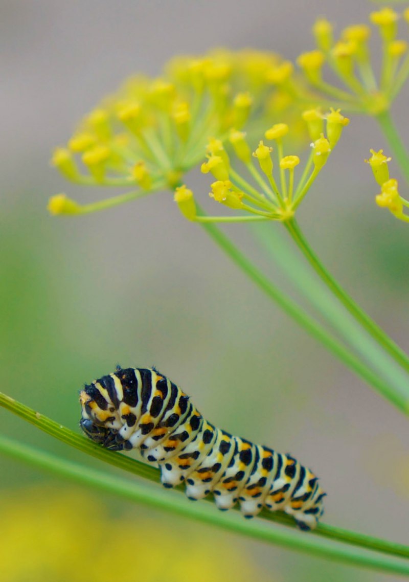 Гусеница Махаона (Papilio Machaon)