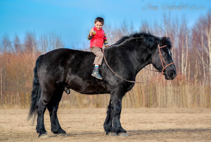 Бельгийский тяжеловоз Самсон