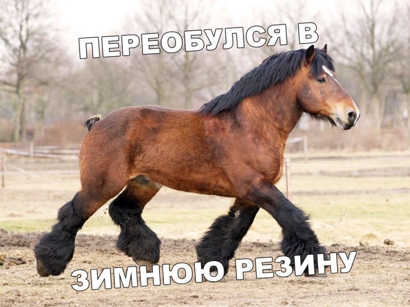 Сено для лошадей