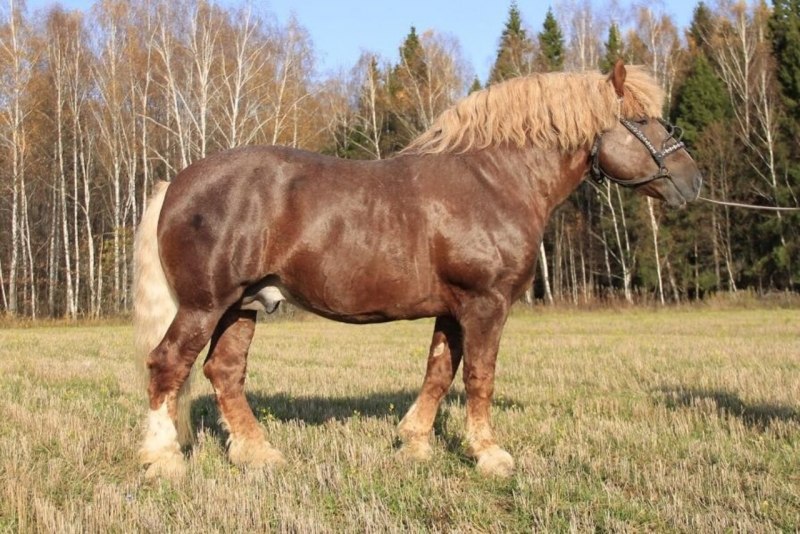 Владимирский тяжеловоз лошадь