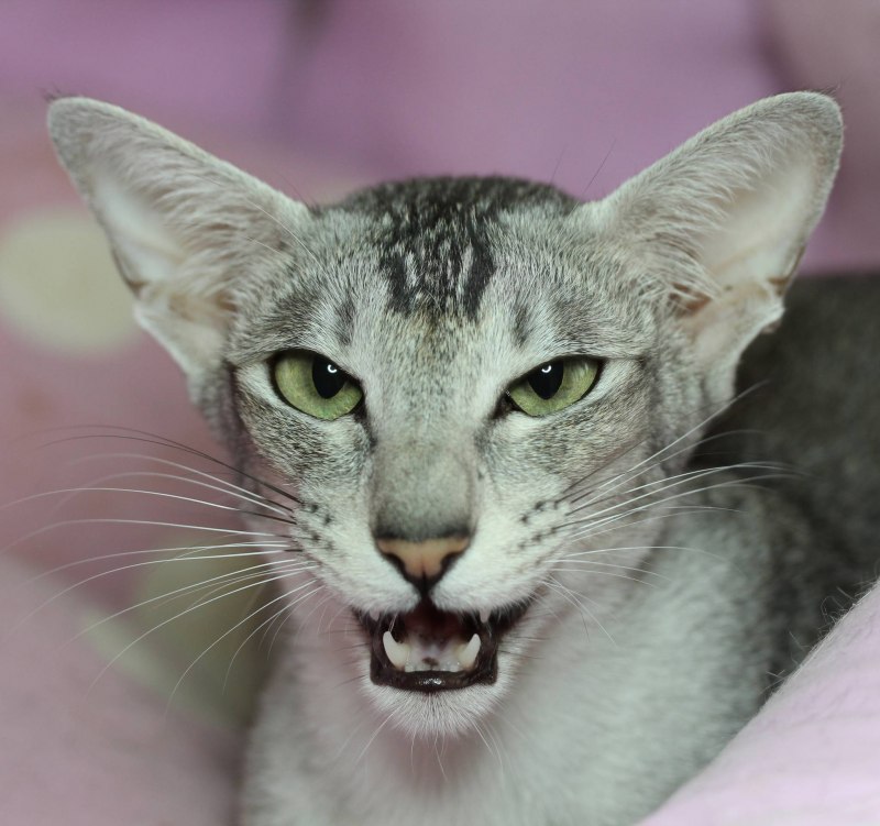 Коты ориенталы