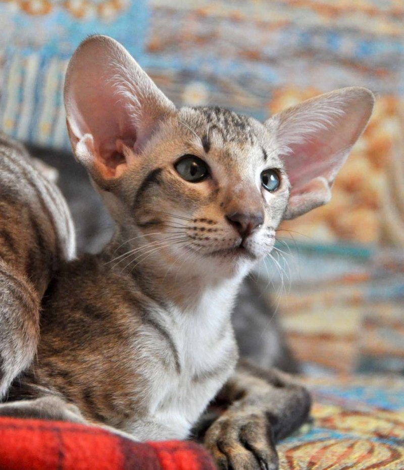 Кошка Ориентал котенок