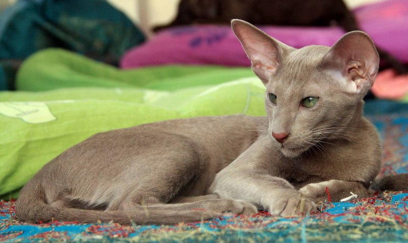 Oriental Shorthair кошки