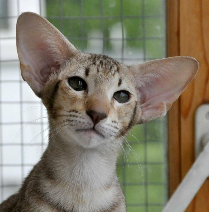 Коты ориенталы