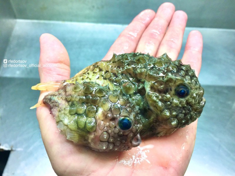 Cyclopterus Lumpus