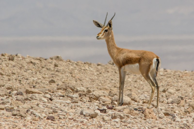 Procapra gutturosa