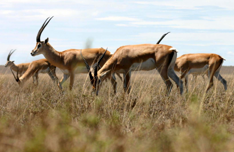 • Песчаная Газель (Gazella leptoceros)