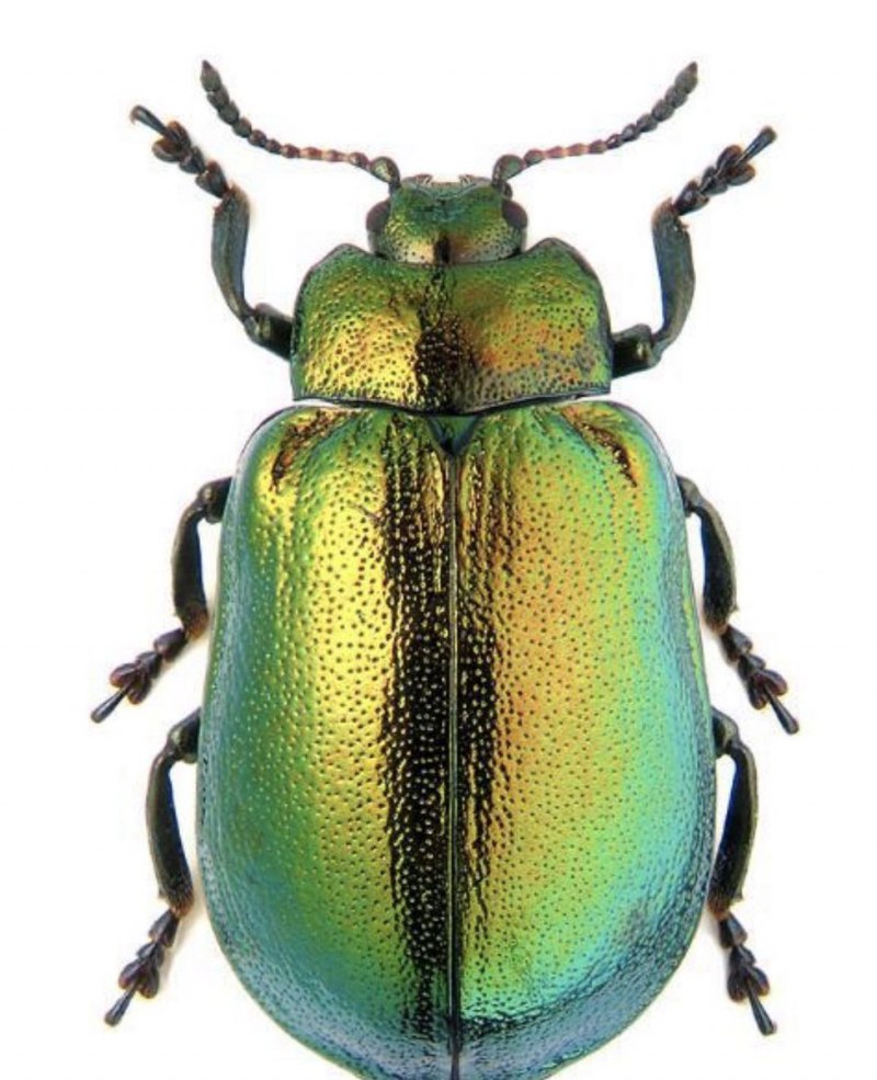 Plagiosterna aenea