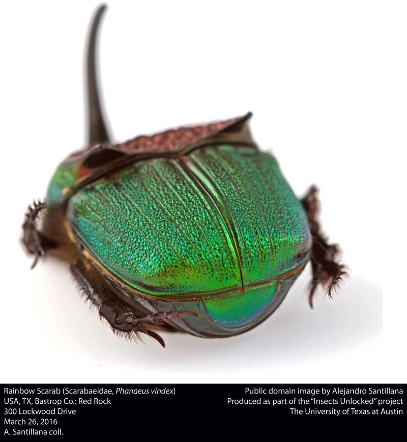 Phanaeus Жук