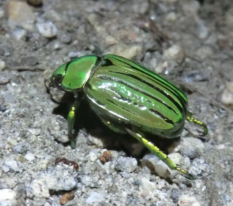 Chrysina resplendens