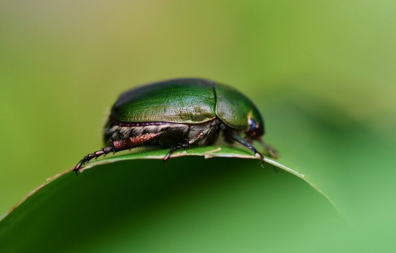 Scarab Beetle