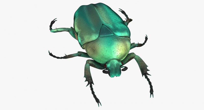 Beetle Жук скарабей изумрудный насекомое