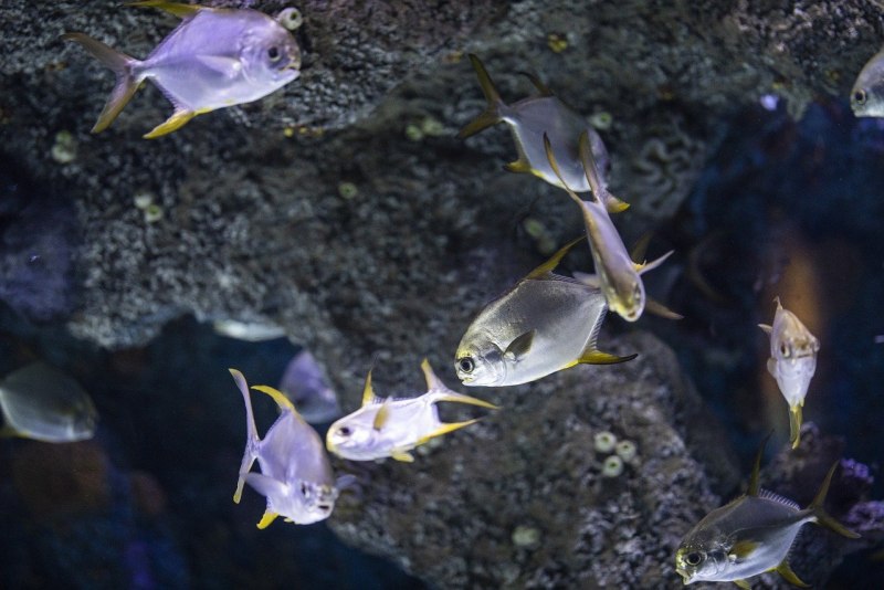 Красное море рыбы акула