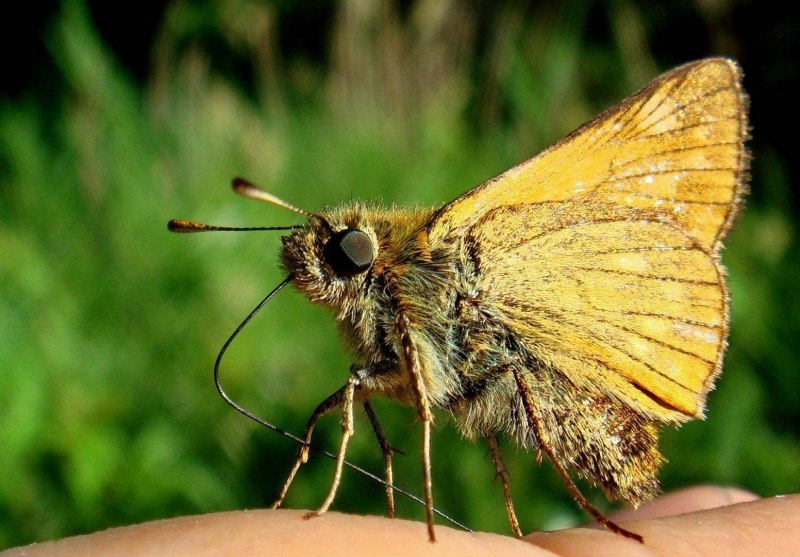 Королевская Ореховая моль (Citheronia regalis)