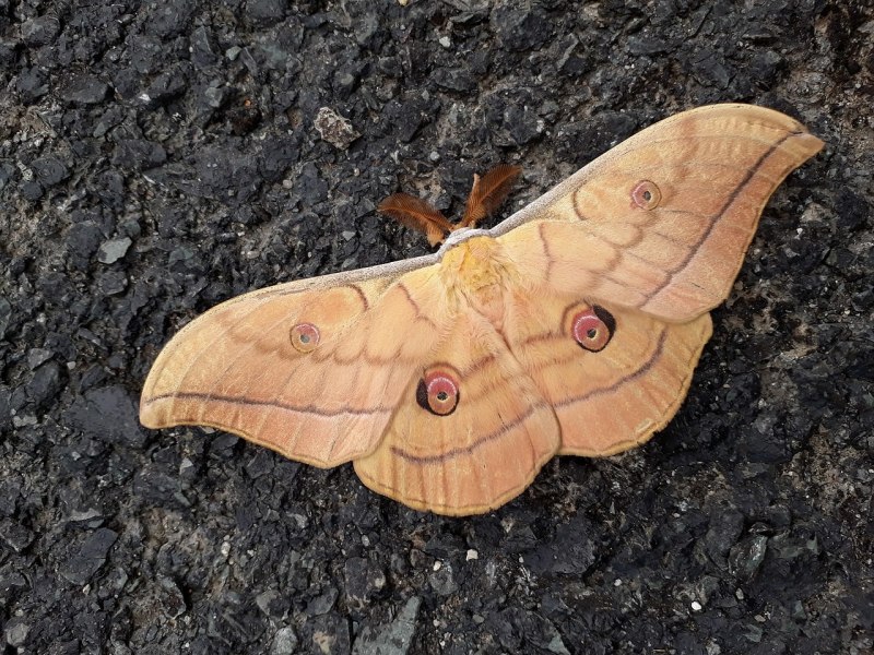 Гусеница бабочки-мегалопигида (puss Moth Caterpillar)