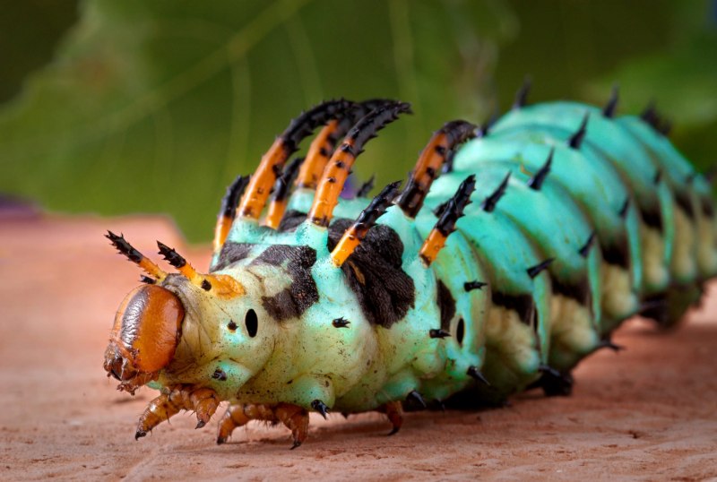Королевская Ореховая моль (Citheronia regalis)