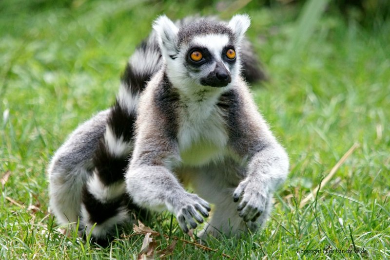 Мохнатый лемур 5 букв