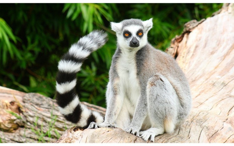 Обезьянка лемур