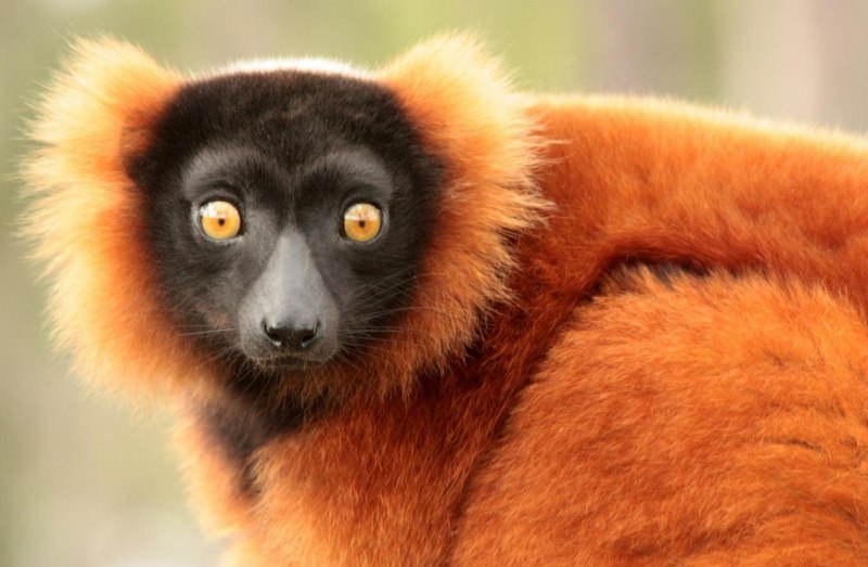 Лемур висит на хвосте