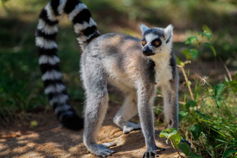 Красный лемур Вари