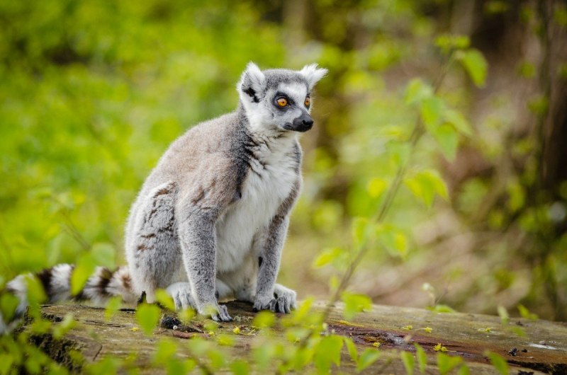 Черный мадагаскарский лемур