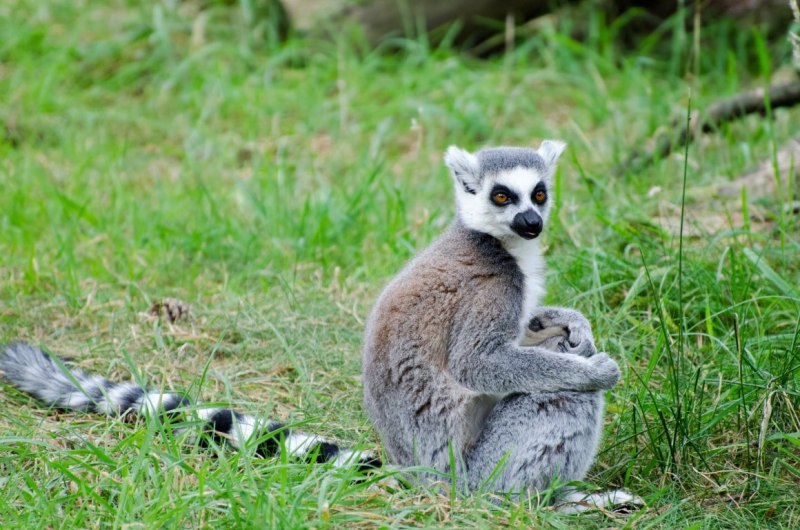 Лемур парк Гомель