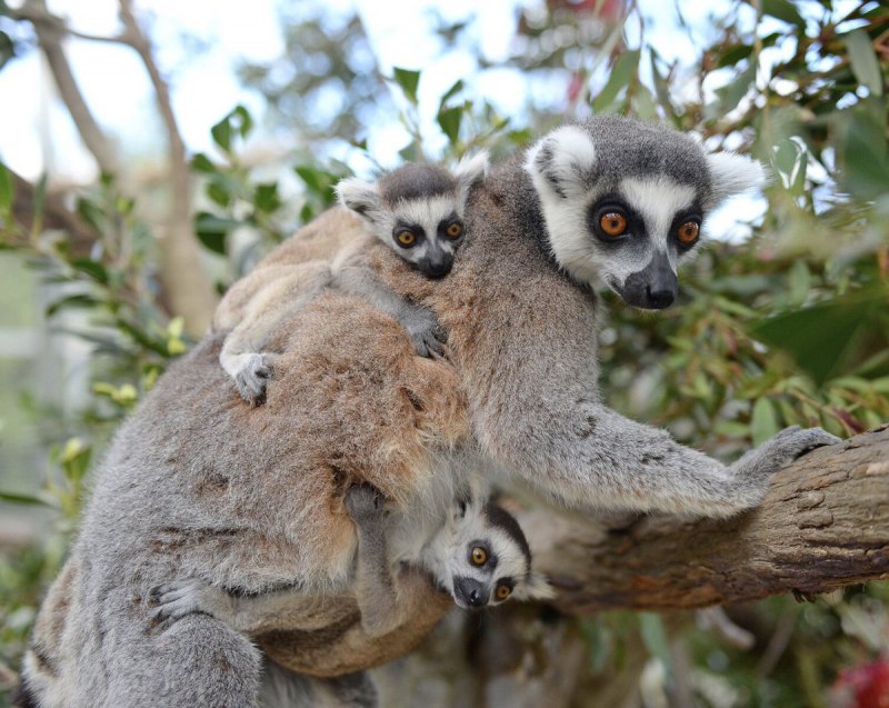 Кошачий лемур ареал