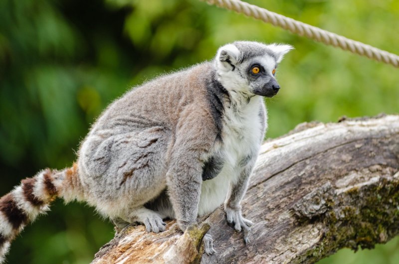 Лемур Вари черно-белый