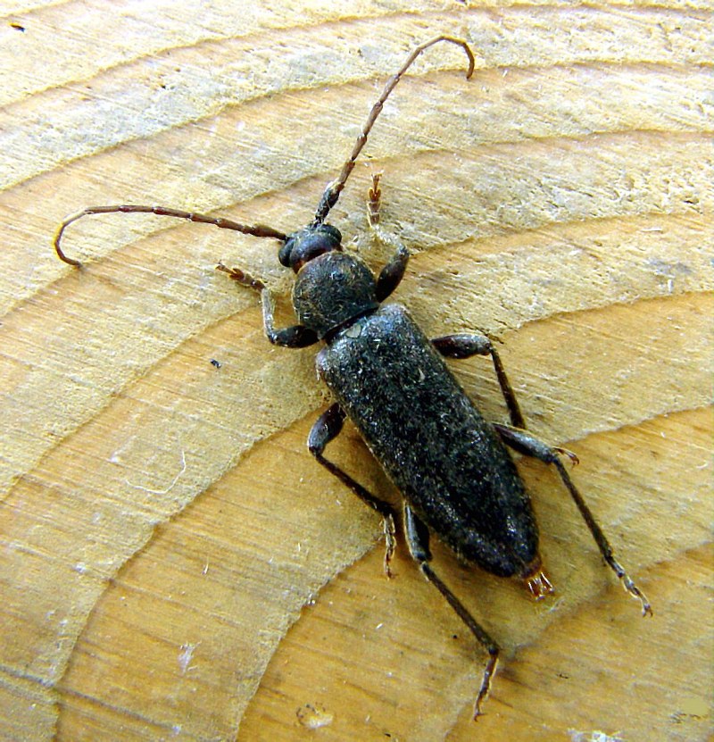 Arhopalus Rusticus усач бурый Сосновый